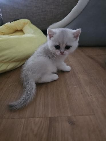 белый котенок: Котята скотиш страйт 1 месяц все девочки - Окрас: два светлых — 8