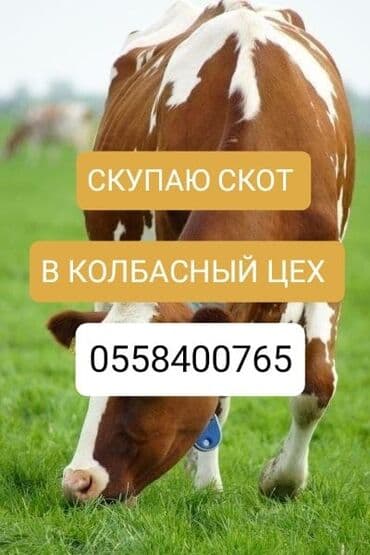 срочно в связи с переездом: Куплю | Коровы, быки, Лошади, кони, Другие с/х животные | Круглосуточно, Любое состояние, На забой, на мясо — 1