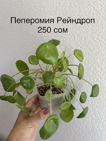 сибирская кошка бишкек: Укорененные черенки/отростки. Адрес 8 мкр — 10
