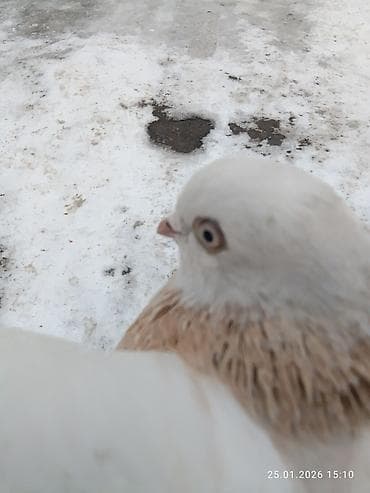 бойные голуби продажа: Голубь декоративный, окрас светло-серый с кофейно‑рыжими пятнами на — 7