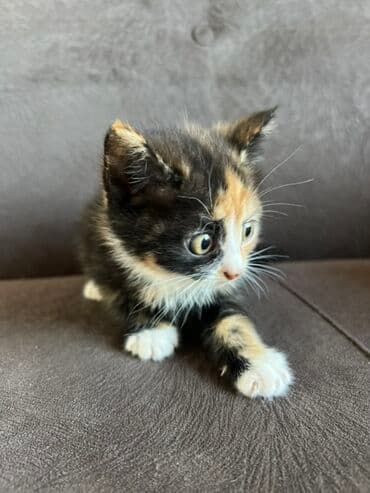 домик для кошки многоуровневый: 2 айлык, Эркек, Кызгыл сары — 7