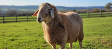 продаю дойную корову: Продаю | Овца (самка) | Арашан | Для разведения | Осеменитель, Матка — 1