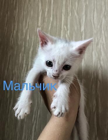 где можно взять кошку бесплатно: Кошка даром: Ангорская, 2 месяца, Девочка, Приучена к лотку — 2