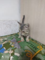 carters для мальчика: Кошка даром: Беспородная, 1 месяц, Мальчик, Приучена к лотку — 6