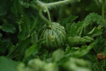 разнорабочий в бишкеке: Ищу бизнес партнера, инвестора, для выращивания овощей (открытый — 23