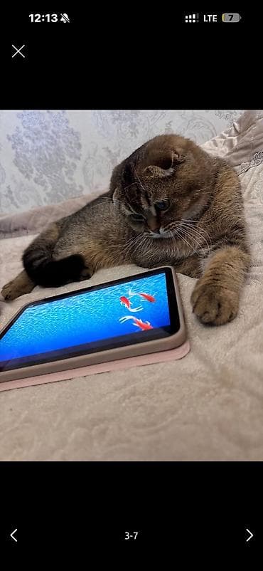 Скотиш Фолд (Шотландская вислоухая), 1 год, Девочка, Золотая шиншилла, Приучена к лотку, Проглистована