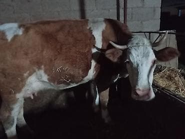 Айыл-чарба жаныбарлары: Сатам | Уй (ургаачы) | Симментал | Сүт алуу үчүн | Байланган — 1