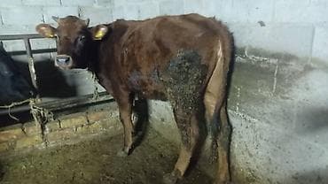 кунажын: Сатам | Уй (ургаачы), Бука (эркек), Кунаажын | Голштин, Алатоолук, Швиц | Союуга, Көбөйтүү үчүн, Бордоп семиртүү үчүн | Кысыр, Музоологондон кийин, Асыл тукумдуу — 3