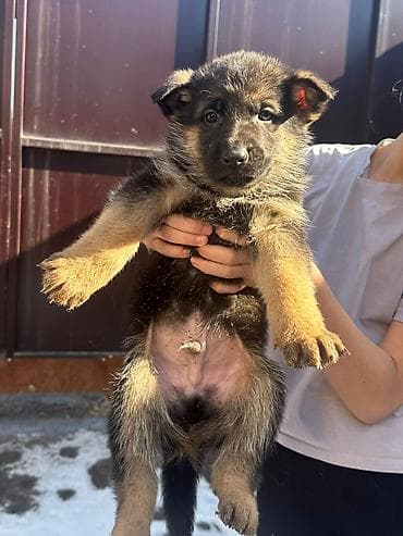 Щенки немецкой овчарки Цена договорная - На фото — помёт щенков от