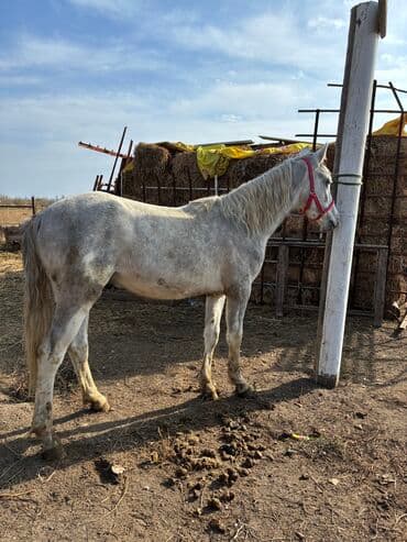 продажа пчёл: Сатам | Байтал | Ат спорту — 14