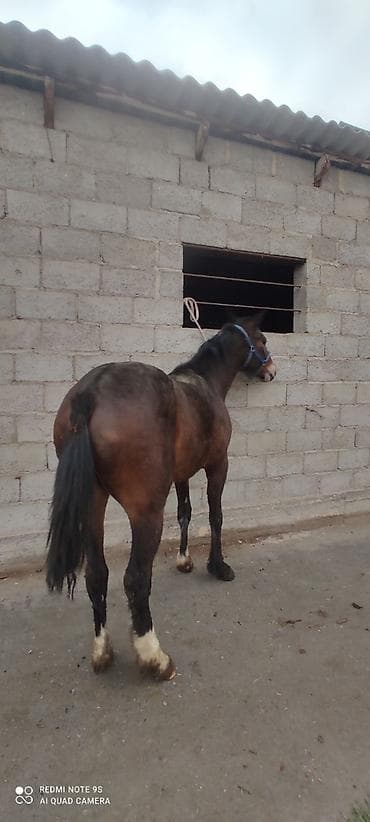 продажа лошадей иноходец: Продаю | Жеребец | Для разведения, Конный спорт | Племенные — 4