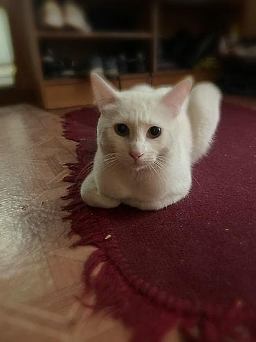 Кошки: 9 месяцев, Мальчик, Приучена к лотку, Проглистована — 2