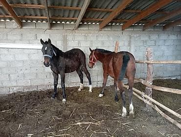 сколько стоит британские кошки: Продаю | Кобыла (самка) | Рабочий — 1