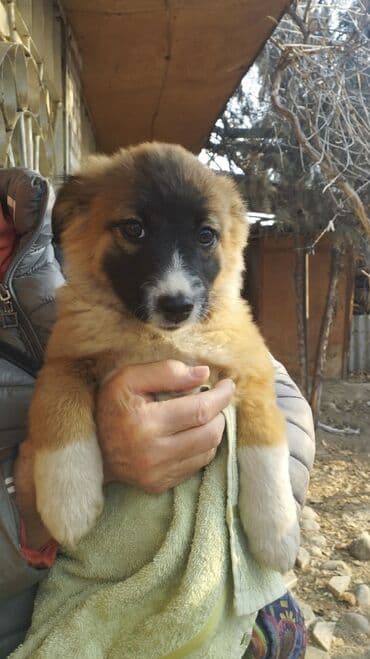где можно купить немецкую овчарку: 🆘🆘ЩЕНЯТА ЖДУТ ДОБРУЮ СЕМЬЮ!🆘🆘🆘 Эти очаровательные малыши ищут дом — 3