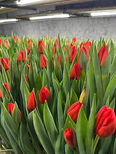 продаю кур: Тюльпаны с выгонки, срезка к 14 февраля — 1