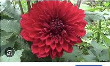 листы контейнера: Клубни георгин (Dahlia) – крупноцветковый сорт, махровые — 2