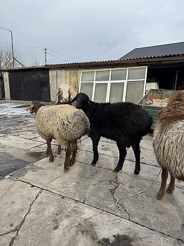 отход морковь: Продаю | Овца (самка) | На забой, Для разведения — 3