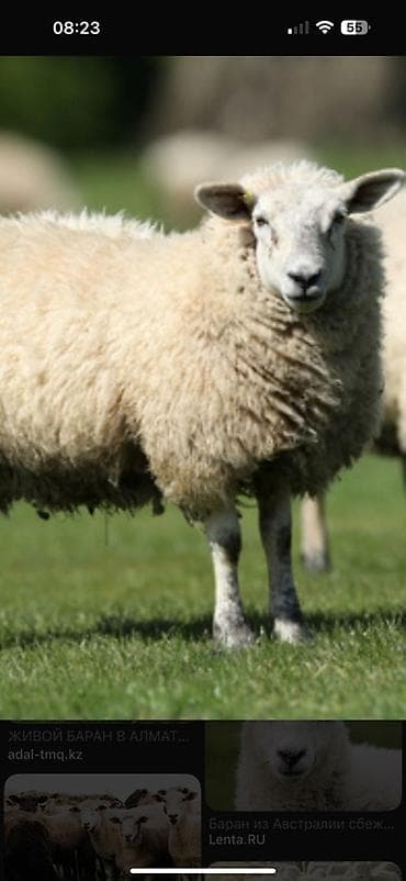 подроботки в бишкеке: Салам алейкум жигиттер кой баканга малчы керек Бишкек шаары айлыгы — 1