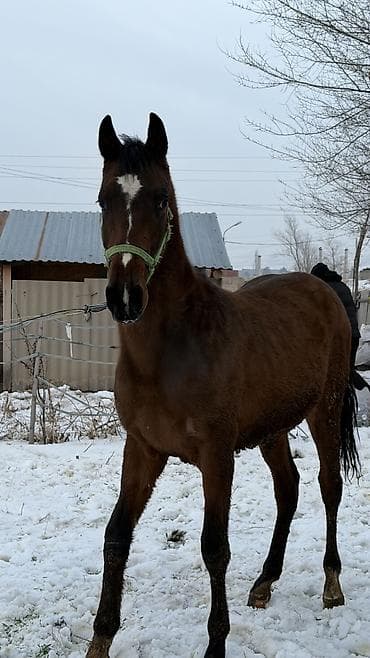 бычки породистые: Продаю | Жеребец | Для разведения — 10