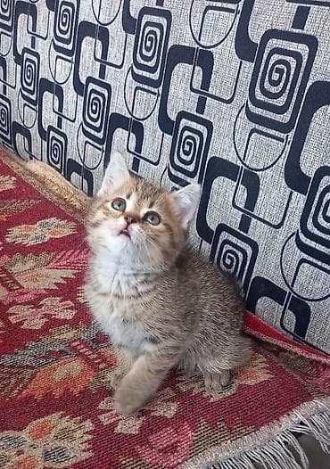 шотландский короткошерстный кот цена: Скотиш Страйт (Шотландская прямоухая), 2 месяца, Девочка, Приучена к лотку — 2