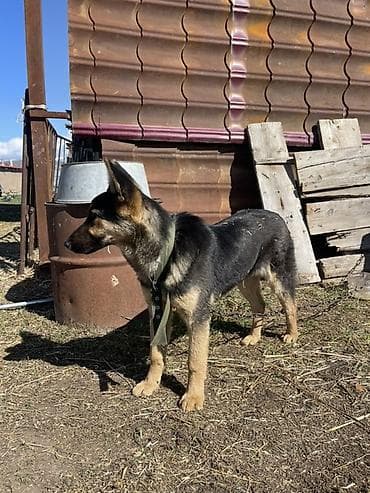 купить собаку кане корсо: Немецкая овчарка, молодая собака классического чепрачного окраса — 3