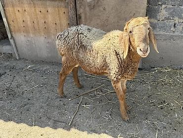 собака корги купить: Баран, самец — 1