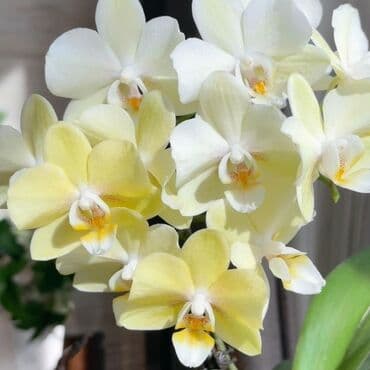 инструмент для огорода: Орхидеи фаленопсис — коллекционные сорта с эффектной окраской цветов — 2