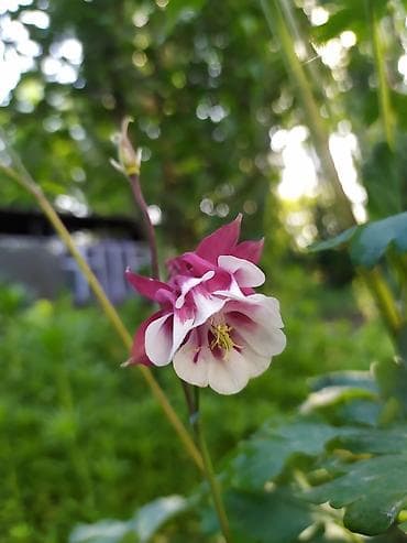 черешковый сельдерей бишкек: Традесканция Виргинская(доброе утро) -150 (куст) аквилегия(водосбор)- — 10