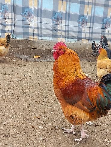 порода бука: Продаю | Петух | Кучинская | Для разведения — 2