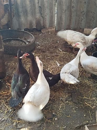 А/ч жаныбарларын сатып алам: Продаю 7 уток все хорошиежирные несут яйца — 2