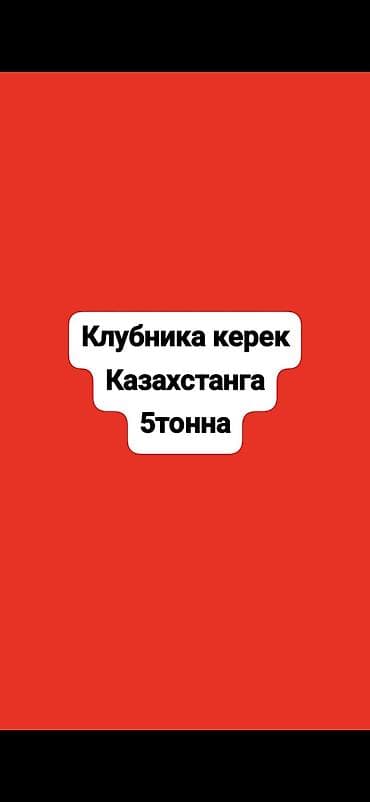 Клубника чёрный принц керек 3-5 тонна Казахстанга с доставкой at lalafo.kg Клубника чёрный принц керек 3-5 тонна Казахстанга с доставкой
