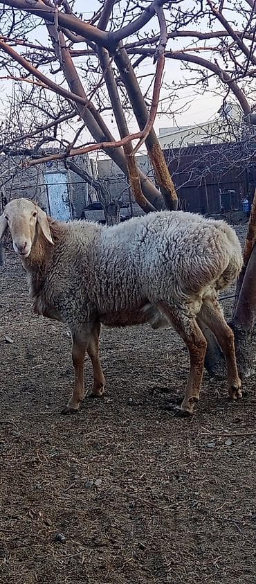 чип для животных: Продаю | Овца (самка) | Для разведения | Ярка — 4