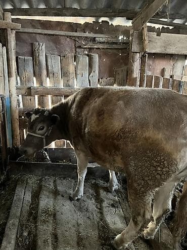 Продаю | Корова (самка) | Полукровка | На откорм | Привязанные