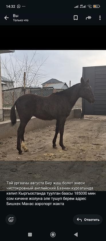 Продаю | Жеребенок | Английская | Конный спорт | Племенные