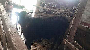 мел для животных: Продаю | Тёлка | На откорм | Привязанные — 2