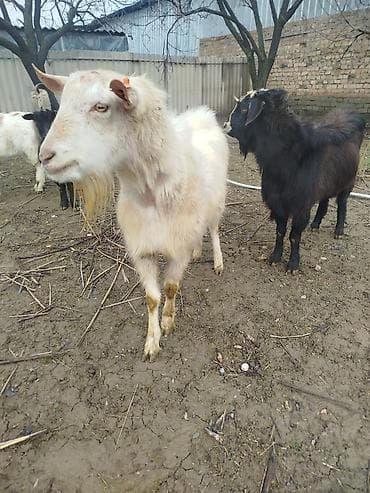 корова для молоко: Продаю | Коза (самка) | Полукровка | Для молока — 1