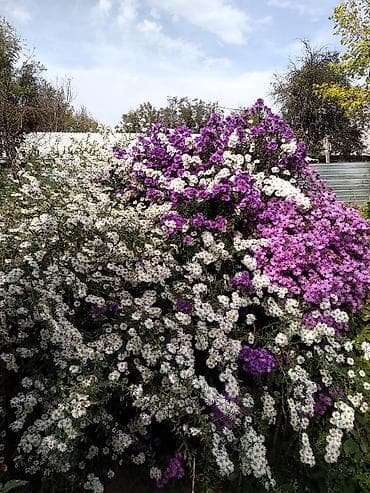 хоста цветы: В продаже: гортензия шаровидная белая, хосты,ирисы, лилии — 1