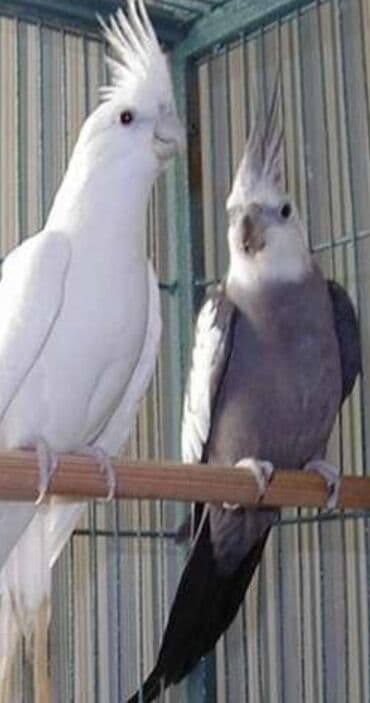 А/ч жаныбарлары үчүн тоюттар: Белощекие кареллы хорошо учатся говорить и приручаются к рукам. Так же — 8