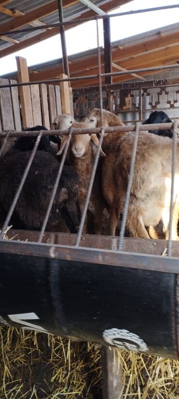 купить медогонку: Кормушка для овец/коз из металлической бочки - Материал: сталь — 9