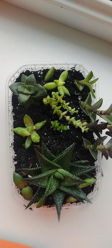 Суккуленты