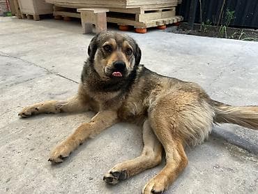 талас ит: Милый дворняжий пёс среднего размера с густой шерстью палево-рыжего — 1