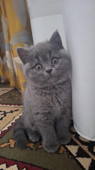 кошка 302: Британские короткошёрстные котята, окраса голубой (плюшевый серый). На — 4
