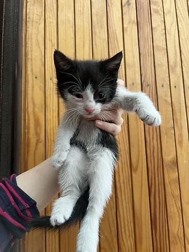 Отдам даром кошку: Кошка даром: Беспородная, 2 месяца, Мальчик — 3
