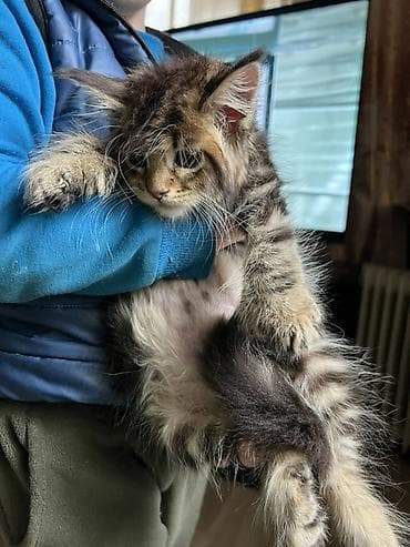 коты белый: Мейн-кун, 2 месяца, Девочка, Приучена к лотку, Проглистована, С документами — 1