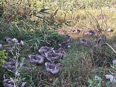 Молодняк домашних гусей - Предлагаются гусята из одной выводки — 5