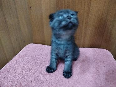 Кошки: Котёнок с короткими вислыми ушками и выразительными голубыми — 5