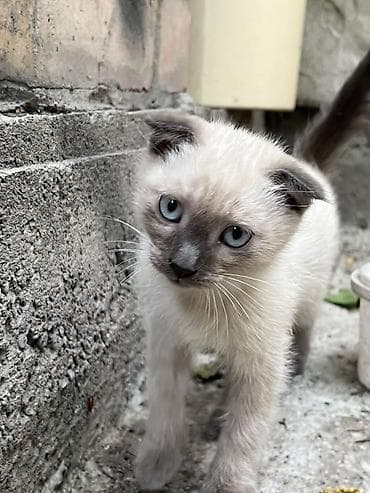 корм для хомяка: Котёнок с яркими голубыми глазами. Хочу отдать в добрые руки котят Им — 2