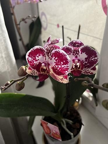 один штук: Орхидеи живые адаптированные 2 цветоноса, отличная корневая система — 1