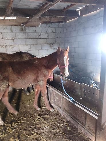 Лошади, кони: Продаю | Жеребенок | Для разведения | Племенные — 1