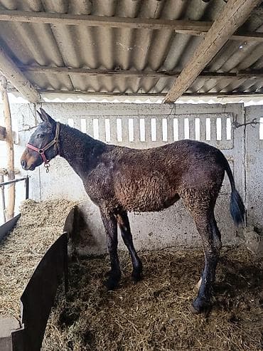 рыбы в кыргызстане: Тайлар сатылат (7, ургаачы ) (2,еркек) баалары келишим турдо если — 1